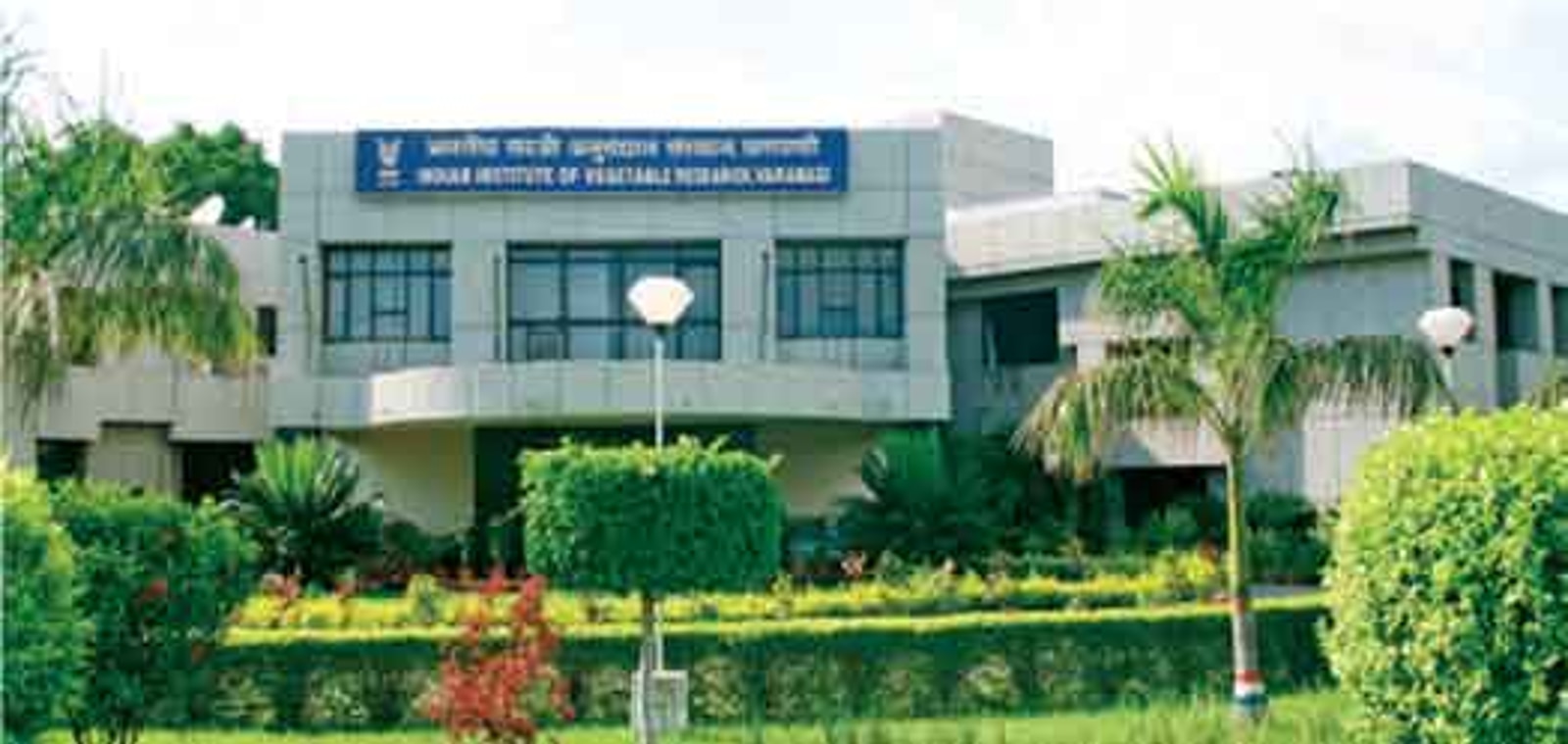 Vegetable Varieties: भारतीय सब्जी अनुसंधान संस्थान ने सब्जियों की 28 उन्नत किस्मों को किया विकसित, जानें नाम 