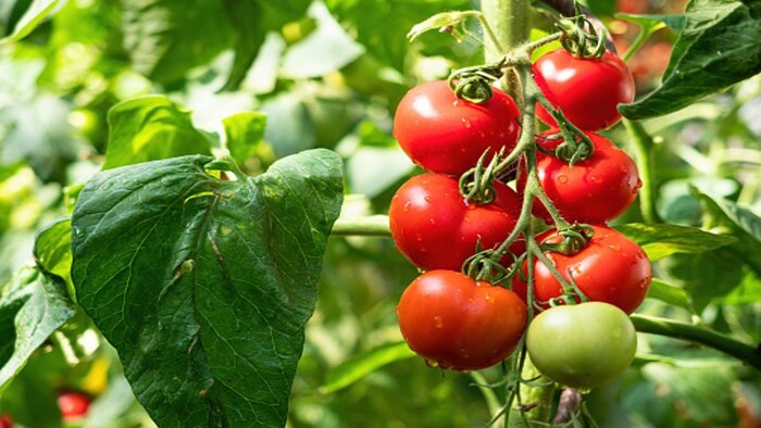 हिमाचल के मंडी में ऑफ सीजन फसलों की खेती तेजी से बढ़ रही है