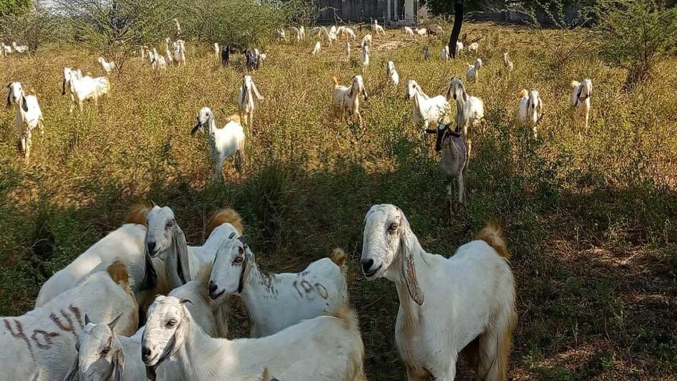 25-50 बकरियों वाले प्लान से शुरू की जा सकती है गोट फार्मिंग, जानें डिटेल  25-50 बकरियों वाले प्लान से शुरू की जा सकती है गोट फार्मिंग, जानें डिटेल