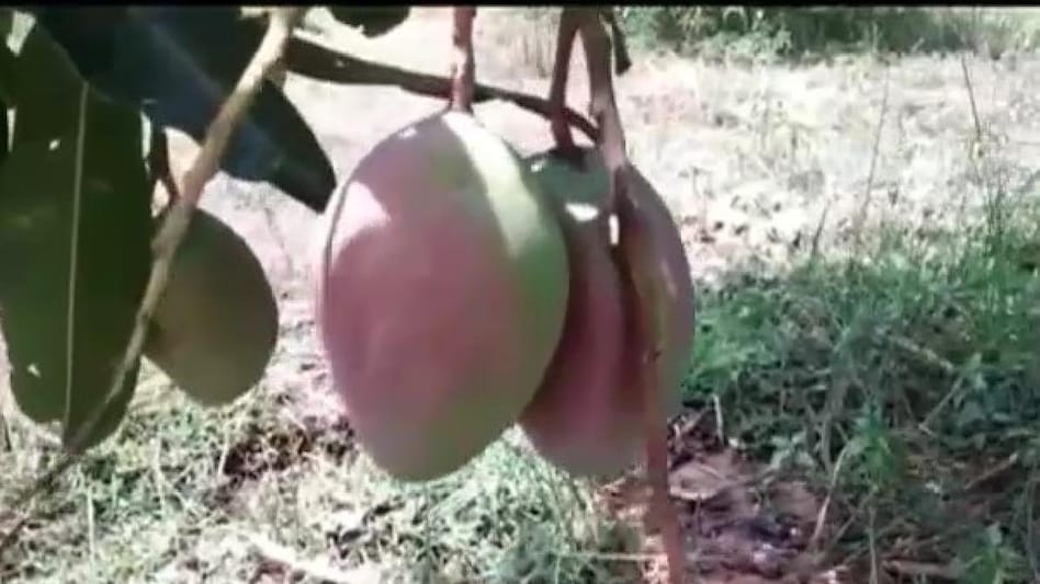 OMG!  एक किलो आम की कीमत पौने तीन लाख, ऐसा क्या है खास? जान लें पूरी बात OMG!  एक किलो आम की कीमत पौने तीन लाख, ऐसा क्या है खास? जान लें पूरी बात