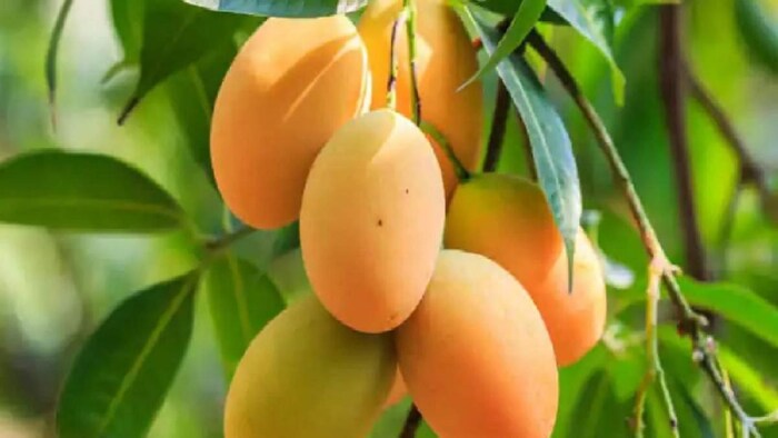 जून में बंगाल से आम का निर्यात शुरू हो जाएगा