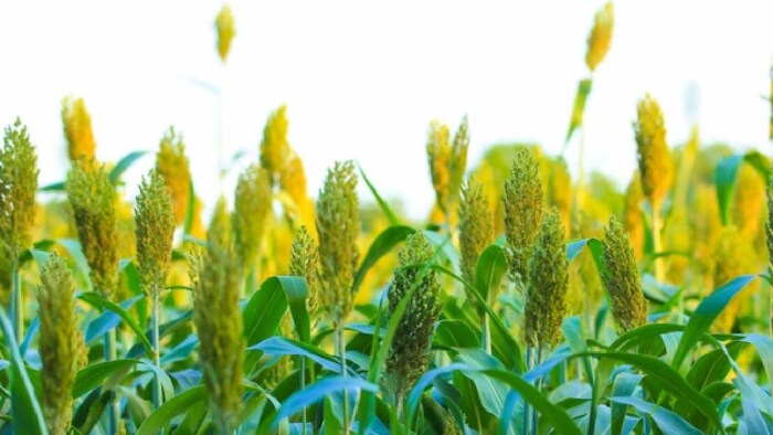 किसानों से ज्वार की उपज खरीद रही तेलंगाना सरकार