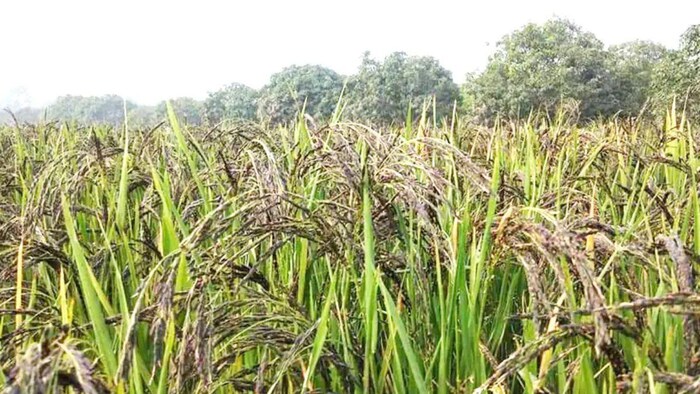 Black Rice: काला नमक चावल की खासियत