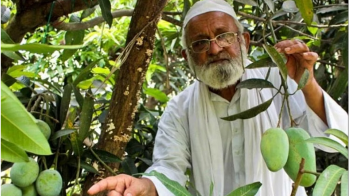 मैंगो मैन के नाम से फेमस है कलीमुल्लाह खा