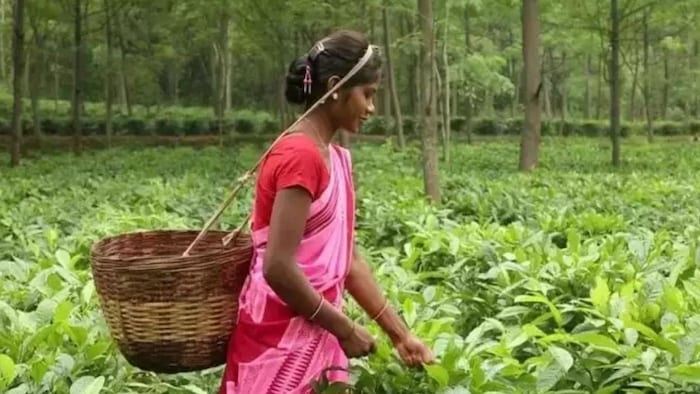 क्या उगाता है कर्नाटक का किसान, (सांकेतिक तस्वीर)