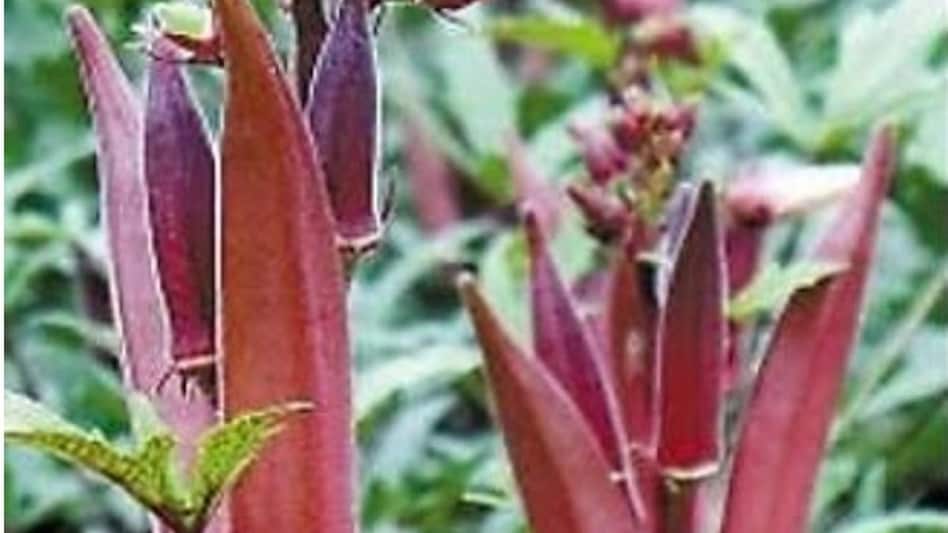 Red Bhindi: लाल रंग की है काशी लालिमा भिंडी... दिल के लिए है वरदान  Red Bhindi: लाल रंग की है काशी लालिमा भिंडी... दिल के लिए है वरदान