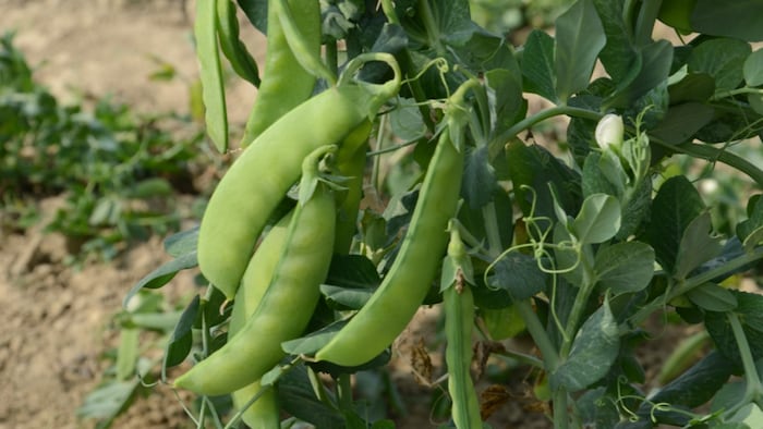 काशी पूर्वी मटर की अगेती किस्म