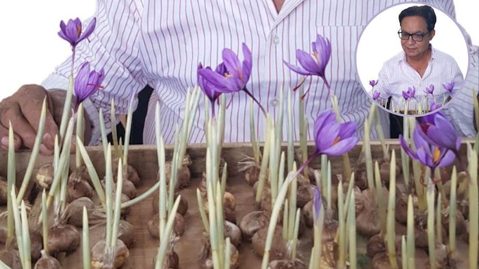 इंजीनियर ने की घर में केसर की खेती