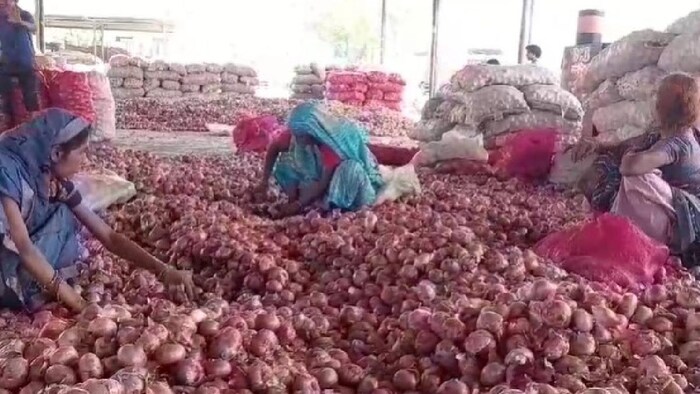 खंडवा में प्याज किसानों को भारी नुकसान झेलना पड़ा है