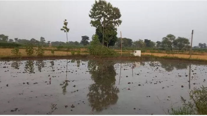 कम पानी में कैसे करें धान की सिचाई