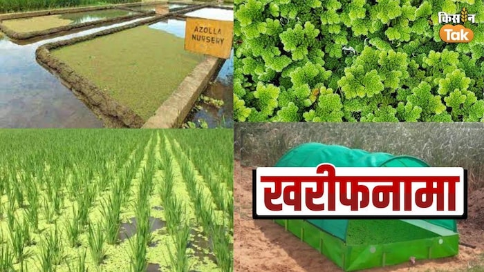 किसान अजोला की खेती कर मुनाफा भी कमा सकते हैं. (फोटो किसान तक)