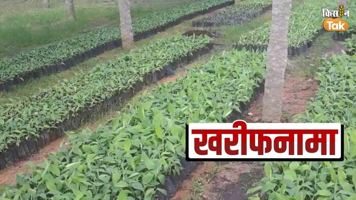 बरसात के मौसम में सब्जी की खेती के लिए तैयार करें स्वस्थ नर्सरी- फोटो स्रोत सोशल मीडिया