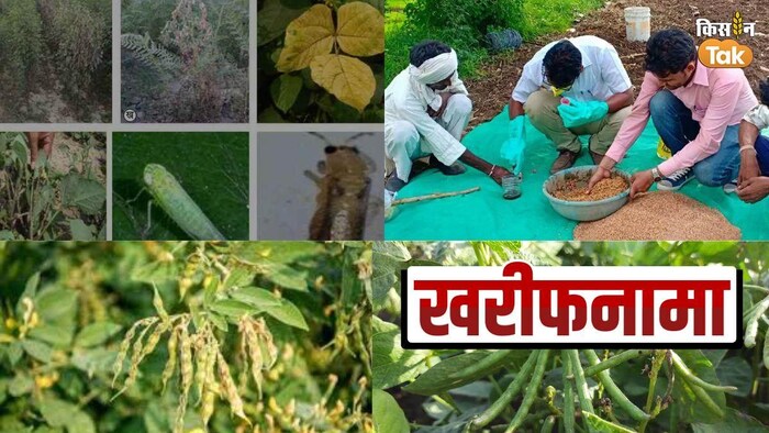 खरीफ सीजन में दलहनी फसलों के बीजों का ऐसे करें उपचार- फोटो किसान तक