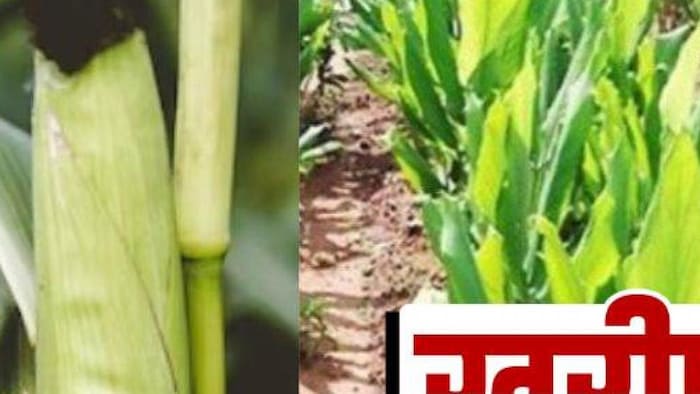बेहतर लाभ के लिए करें स्वीट कॉर्न की खेती -फोटो किसान तक