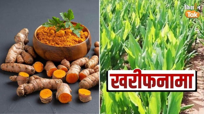 वैज्ञानिक तरीकेे से किसान ऐसे करें हल्दी की खेती, फोटो - किसान तक