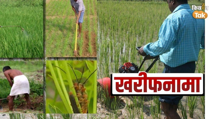 कम खर्च में खरपतवारों का ऐसे नियंत्रण करें किसान - फोटो किसान तक