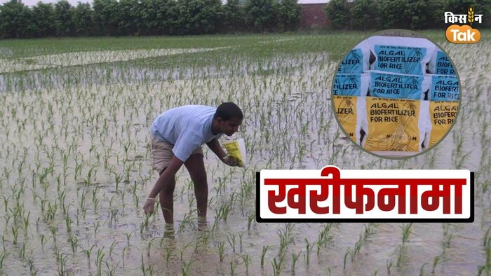 एक बोरी यूरिया का विकल्प है एक किलो ब्लू ग्रीन एलगी-फोटो किसान तक