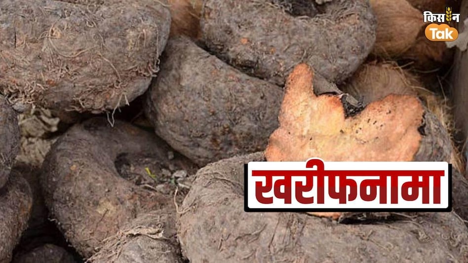 Kharif Special: खरीफ सीजन में करें सूरन की खेती... 4 गुना तक मिलेगा मुनाफा Kharif Special: खरीफ सीजन में करें सूरन की खेती... 4 गुना तक मिलेगा मुनाफा