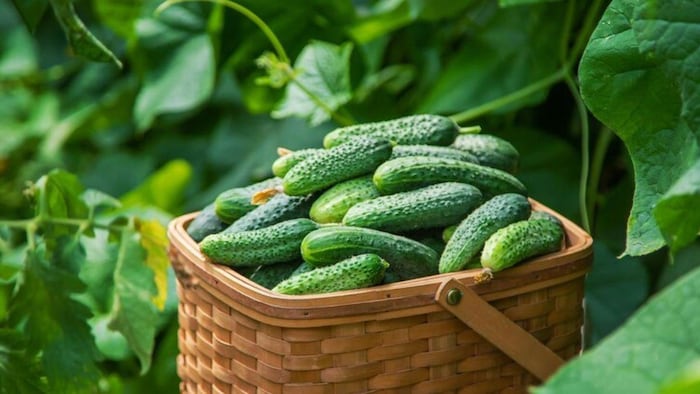 घर पर आसानी से कैसे उगाएं खीरा, फोटो साभार: freepik