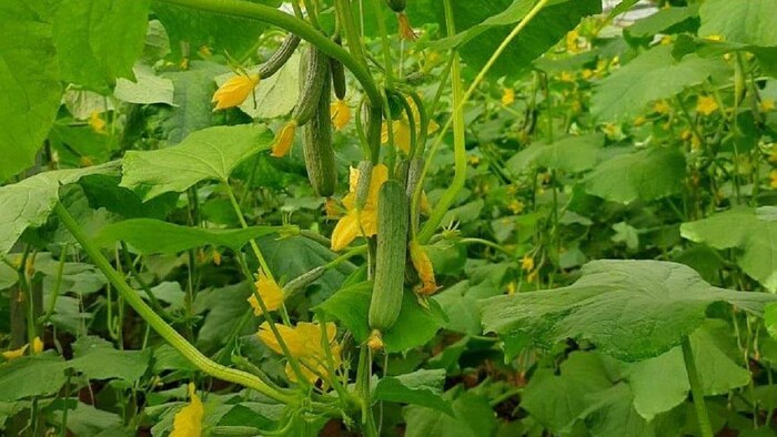 खीरे की सफल खेती से लाभ