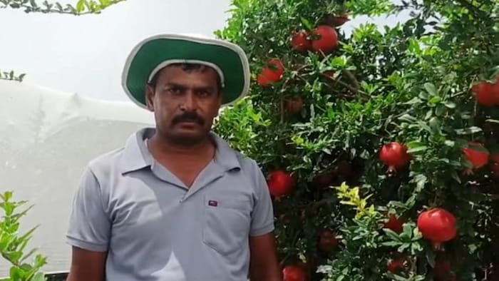 अनार की खेती से किसान को हो रहा है मुनाफा