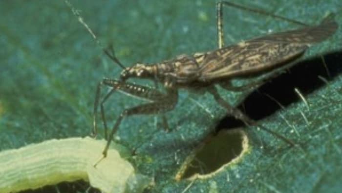 किसानों के 'मित्र कीट', सांकेतिक तस्वीर