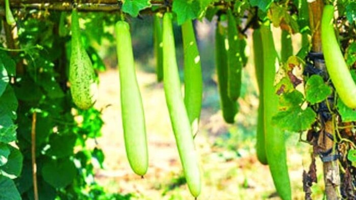 लौकी की जैविक खेती करने का जानें बेहतर तरीका