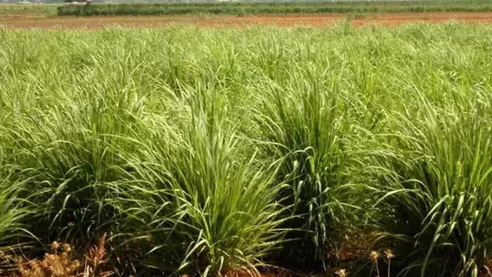 लेमन ग्रास की खेती