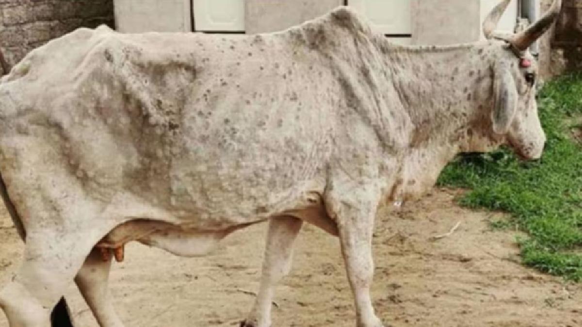 रुद्रप्रयाग में मवेशियों में लंपी बीमारी का खतरा बढ़ा, रोकथाम के लिए बड़ा आदेश जारी