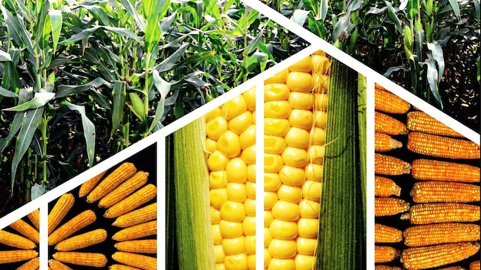 ओपन मार्केट में कितना है मक्का का दाम (Photo-ICAR).