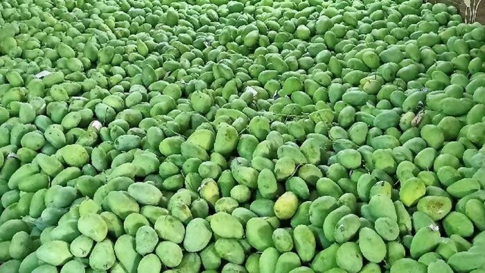 फल मंडी में बढ़ी आम की आवक