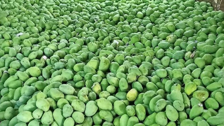 Mango: फल मंडियों में बढ़ी आम की आवक, इस वजह से नहीं मिल रहे खरीदार  Mango: फल मंडियों में बढ़ी आम की आवक, इस वजह से नहीं मिल रहे खरीदार