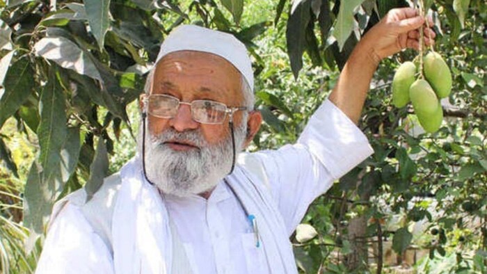 मिठास और पतली गुठली के लिए मशहूर है अब्दुल्ला ग्रेट आम