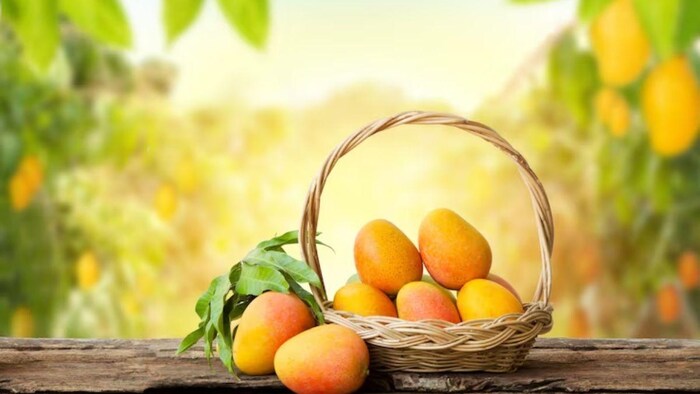 क्या आपने कभी खाएं हैं कर्नाटक के मशहूर ये सात आम, फोटो साभार: freepik