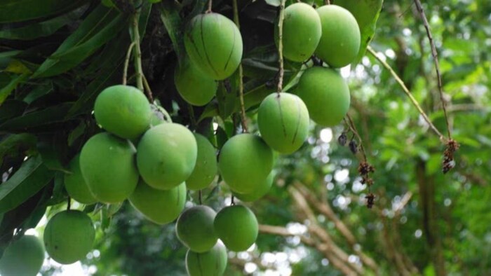 बेमौसम बारिश और तेज हवाओं से आम की फसल बर्बाद, सांकेतिक तस्वीर