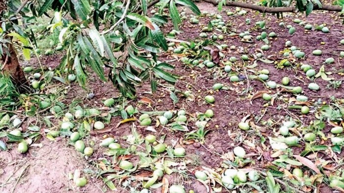 बारिश से आम की फसल को नुकसान