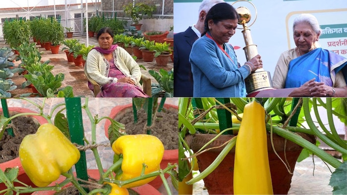 मंजू वर्मा के घर की छत पर गमलों में फल और सब्जियों की खेती