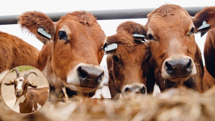 पशुओं की देखभाल के लिए अब सरकार देगी पैसे