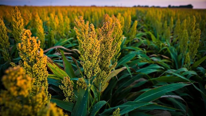 Millets Farming: कैसे करें बाजरा की खेती