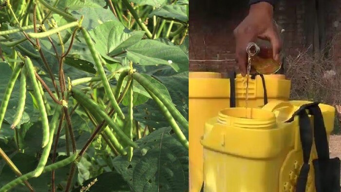 मूंग की पैदावार बढ़ाने के लिए किसान कर रहे हैं देसी शराब का इस्तेमाल, सांकेतिक तस्वीर