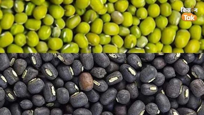 मूंग और उड़द की एमएसपी जून में घोषित हो सकती है (Photo-Kisan Tak).