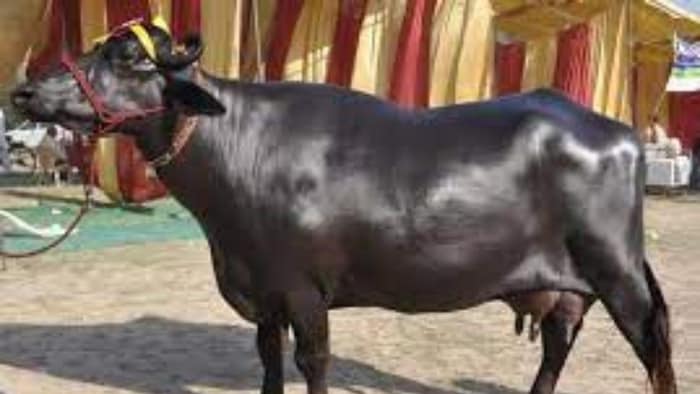 लग्जरी कार से भी महंगी है भैंस की यह नस्ल
