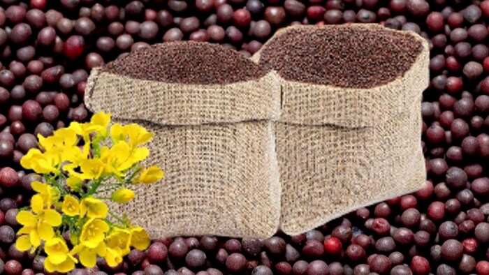 सरसों की सुस्त खरीद से किसान परेशान (Photo-Kisan Tak).