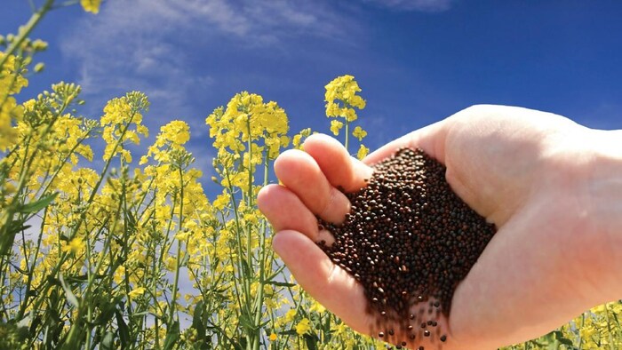 सरसों खरीद के नियमों में पिस रहे हैं किसान (Photo-Ministry of Agriculture)