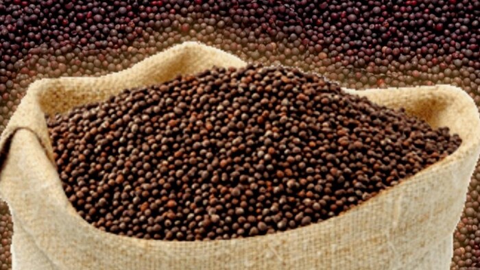 किस राज्य में कितनी हुई सरसों की खरीद (Photo-Nafed).