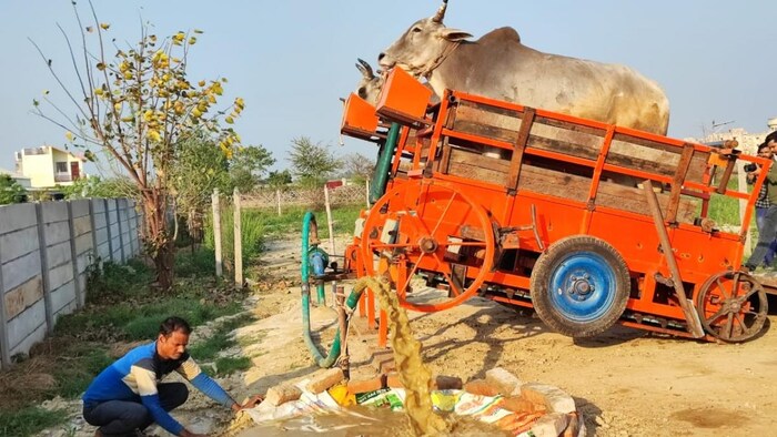 बिजली और डीजल से भी सस्ती है बैलों से सिंचाई