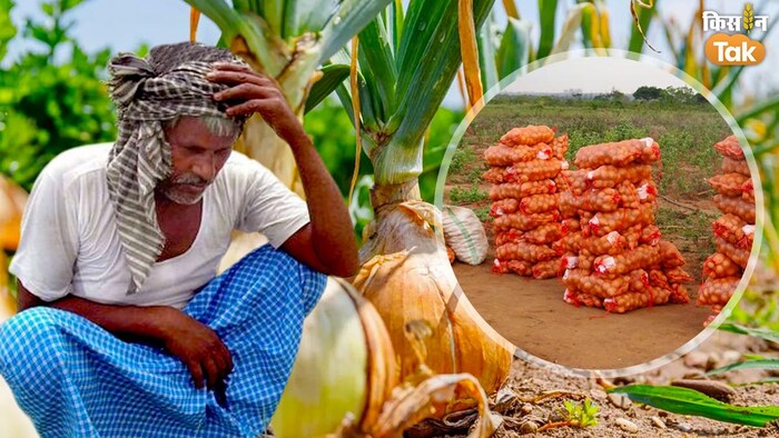 मध्य प्रदेश के रायसेन में प्याज की खेती पर मौसम की मार पड़ी है