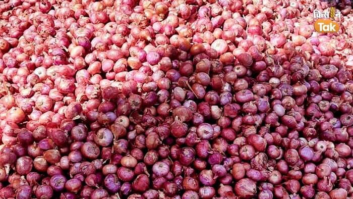प्याज के दाम में भारी गिरावट, आखिर क्या करें किसान (Photo-Kisan Tak).