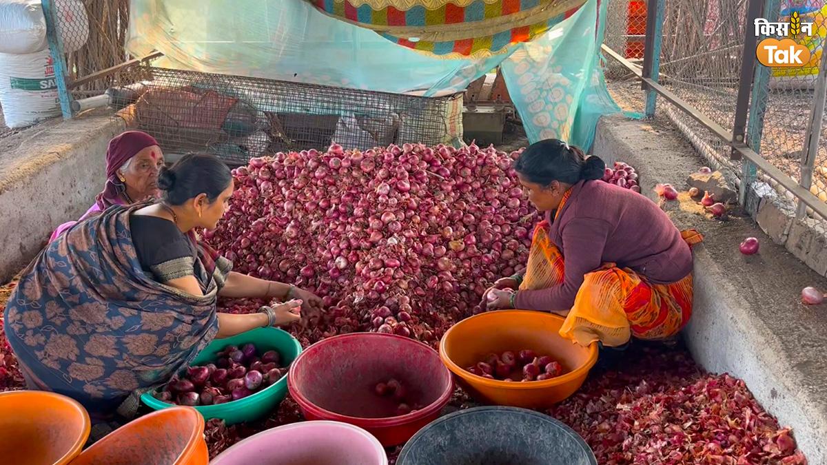 क्यों परेशान हैं महाराष्ट्र की महिला किसान? (All Photo-Sarita Sharma/Kisan Tak)