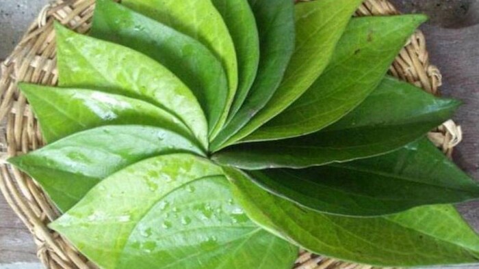 किसान इन पत्तों को उगाकर कर सकते हैं बेहतर कमाई, फोटो साभार: (aajtak)